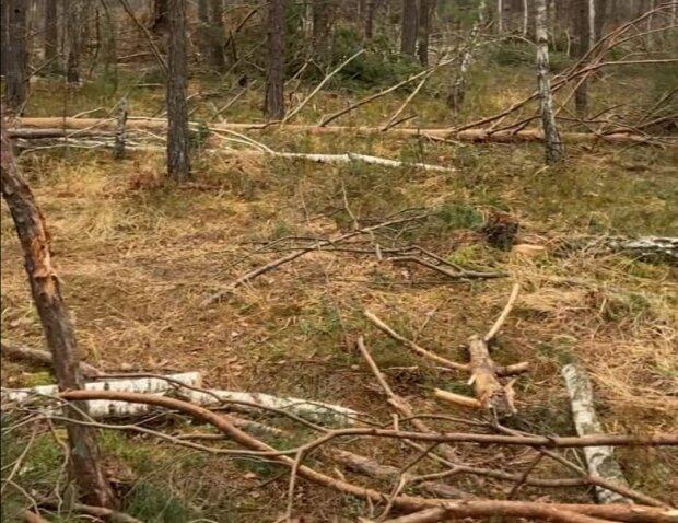 Срубали дерев дерева на майже 700 тис. грн: Держекоінспекція повідомила про незаконну вирубку.